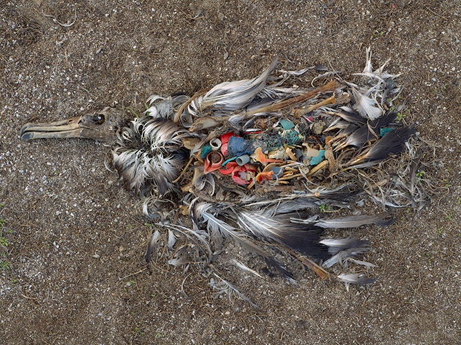 CF000478 Unaltered stomach contents of a Laysan albatross fledgling, Midway Island, 2009 (from the series Midway: Message from the Gyre). © Chris Jordan